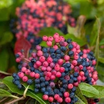 Viburnum plicatum tomentosum 'Sharon Kay' 