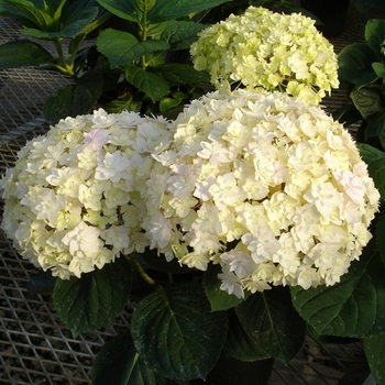 Hydrangea macrophylla 'Peace'