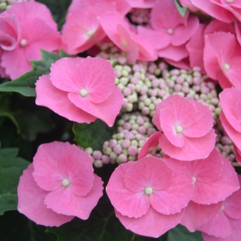 Hydrangea macrophylla 'Cabbage Patch™' sPg-3-009