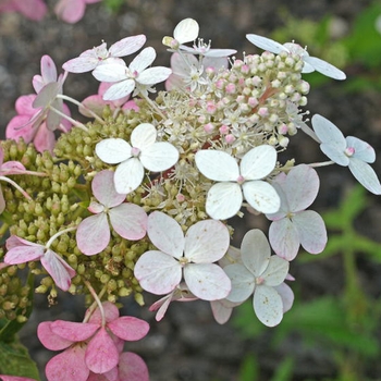 Hydrangea paniculata Royal Star™ 'Big Ben'