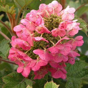 Hydrangea quercifolia 'Ruby Slippers'