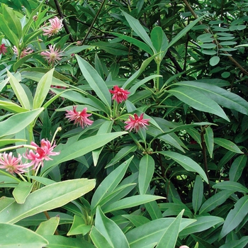 Illicium 'Woodland Ruby'