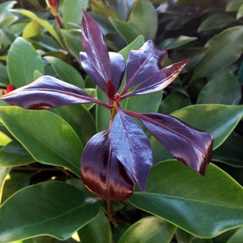 Illicium anisatum 'Purple Glaze'