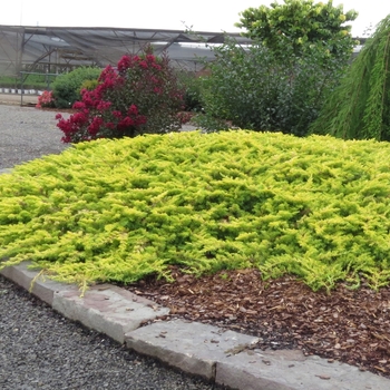 Juniperus conferta 'Golden Pacific™'