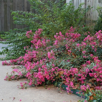 Lagerstroemia indica 'Prostrata Rosey Carpet'