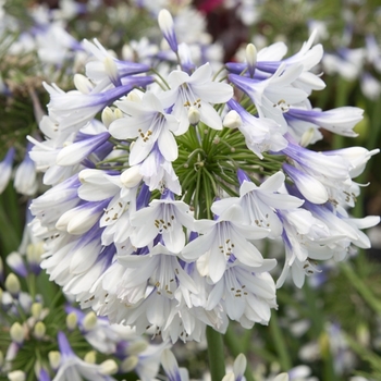 Agapanthus 'Indigo Frost™'