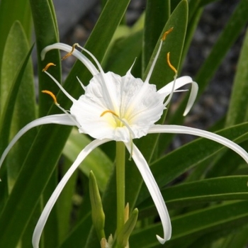 Hymenocallis latifolia