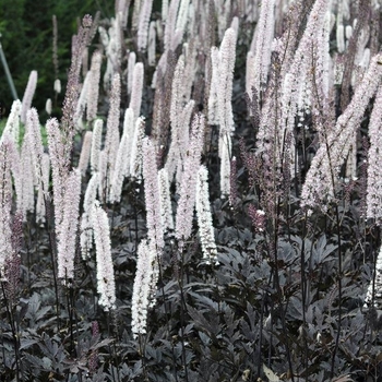 Actaea simplex 'Brunette' 