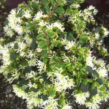 Loropetalum chinense 'Jade Confetti™' DSNH1206