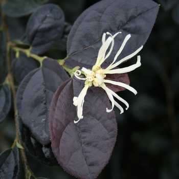 Loropetalum chinense 'Ruby Snow™'