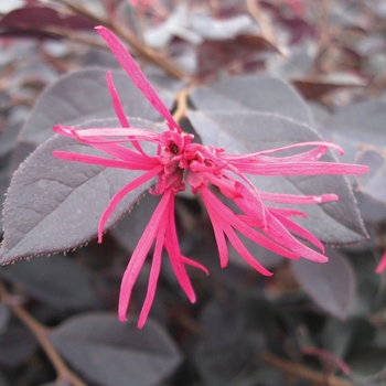 Loropetalum chinense 'Garnet Fire®'