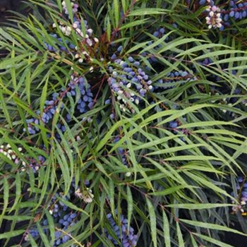 Mahonia confusa 'Indigo Flair™'