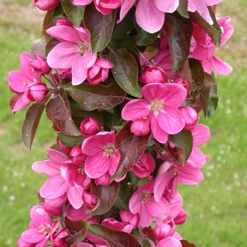 Malus 'Rosalie'