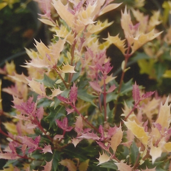 Osmanthus heterophyllus 'Party Lights™'