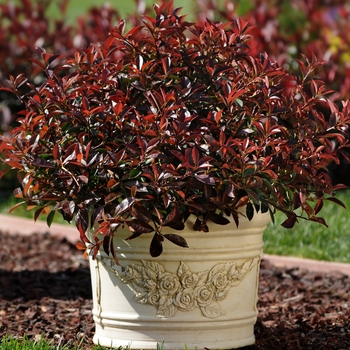 Photinia glabra 'Fireball Red™'