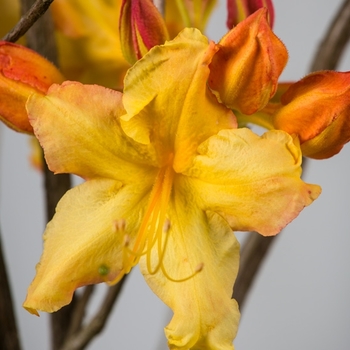 Rhododendron Sunbow® 'Solar Flare™'