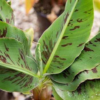 Musa 'Poquito'