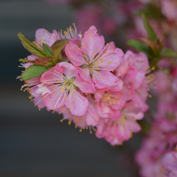 Prunus jacquemontii 'Sweet Pink™' Greswpk