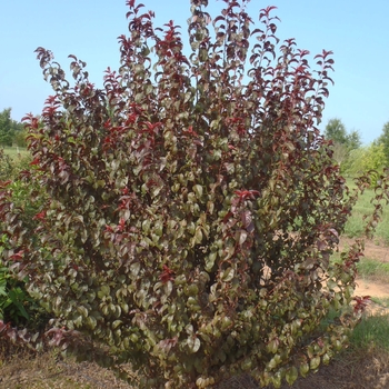 Prunus 'Purple Pride'