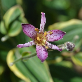 Tricyrtis formosana 'Sunny Spirit™' sPg-3-023