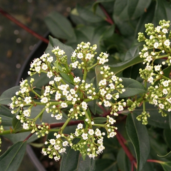 Viburnum 'Moonlit Lace®'