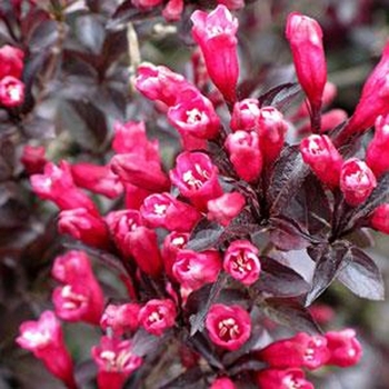 Weigela florida Colorstar™ 'Merlot Rose'