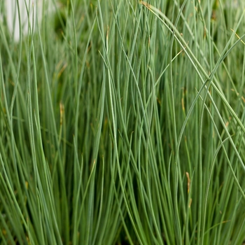 Juncus Inflexus Graceful Grasses® 'Blue Mohawk'
