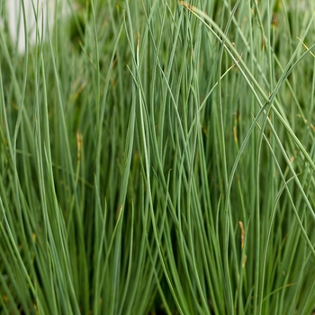 Juncus Inflexus 'Blue Mohawk' 