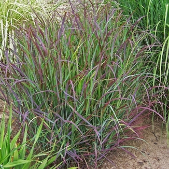 Panicum virgatum Prairie Winds® 'Cheyenne Sky'