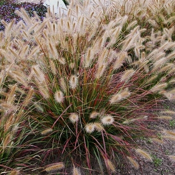 Pennisetum alopecuroides Prairie Winds® 'Desert Plains'