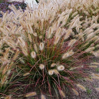 Pennisetum alopecuroides 'Desert Plains' PP20751