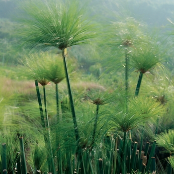 Cyperus prolifer