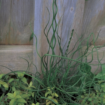 Juncus effusus 'Curly Wurly'