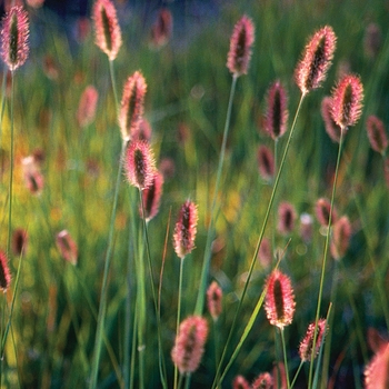 Pennisetum messiacum 'Red Bunny Tails'