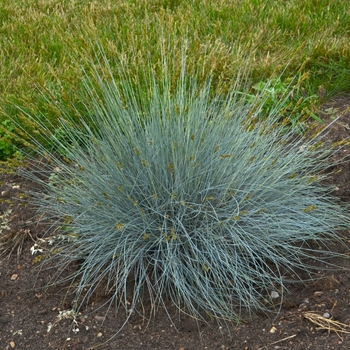 Festuca glauca 'Blue Whiskers'