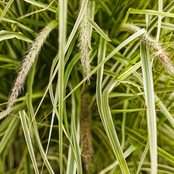 Pennisetum setaceum Graceful Grasses® 'Sky Rocket' (124407)
