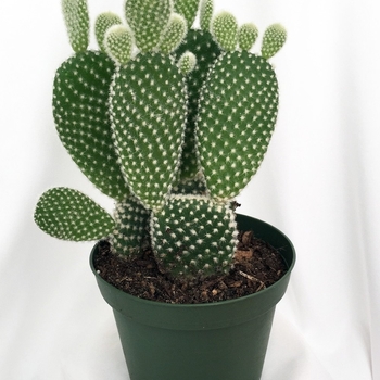 Opuntia ficus-indica