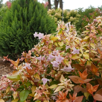 Abelia x grandiflora 'Funshine®'