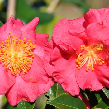 Camellia sasanqua Hot Flash™ 'Now Bella Rouge™'