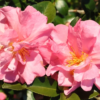 Camellia sasanqua 'Jessica's Ruffles™'