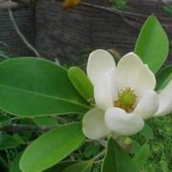 Magnolia virginiana var. australis