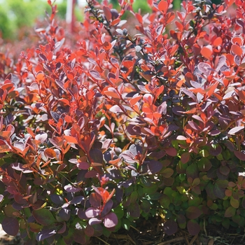 Berberis thunbergii 'Sunjoy Mini Maroon®'