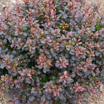 Berberis thunbergii 'NCBX1' PP29504