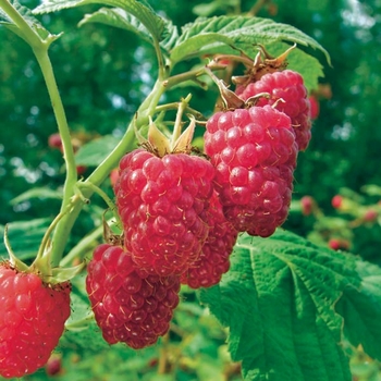 Rubus idaeus 'Meeker' 