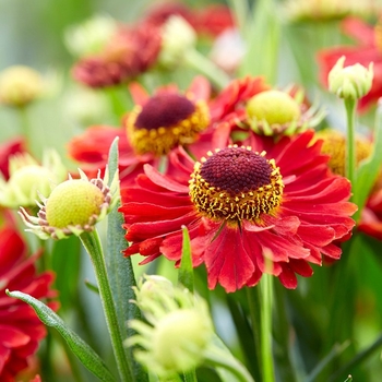 Helenium autumnale 'Ranchera' PP27415