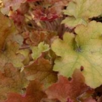 Heuchera 'Mango' 