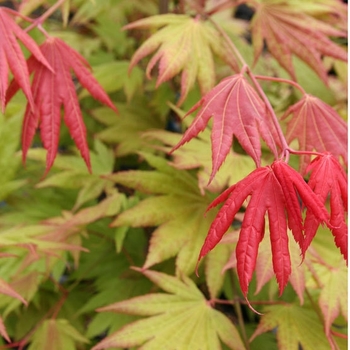 Acer shirasawanum 'Munn 001' 