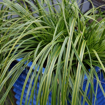 Carex oshimensis 'Everlime' 