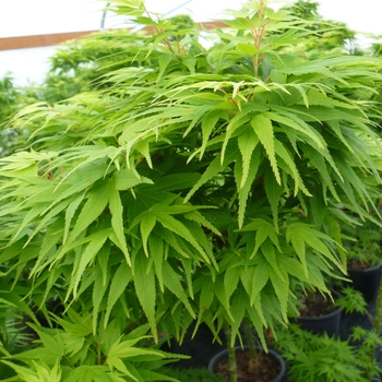 Acer palmatum 'Mikawa Yatsubusa' 