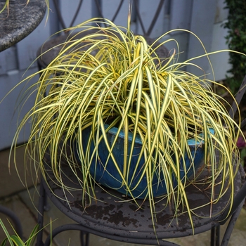 Carex oshimensis Evercolor® 'Everoro'